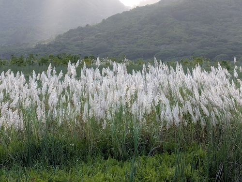 Wild sugarcane (Saccharum spontaneum)