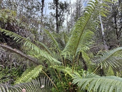 Amaumau fern (Sadleria cyatheoides)