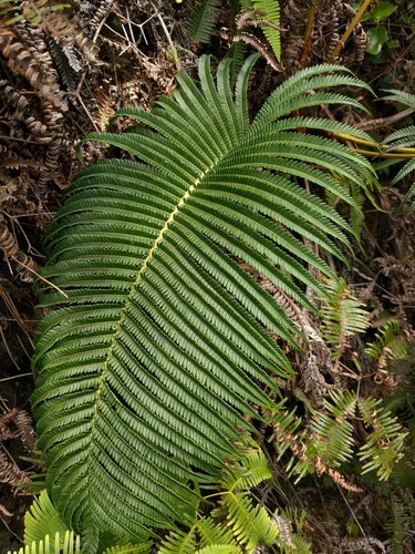 Amaumau fern (Sadleria cyatheoides)