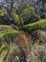 Amaumau fern (Sadleria cyatheoides)