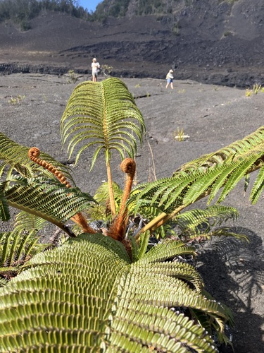 Amaumau fern (Sadleria cyatheoides)