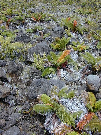 Amaumau fern: Sadleria cyatheoides (habit). Location: Maui, old switchbacks Haleakala National Park