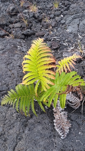 Amaumau fern (Sadleria cyatheoides)