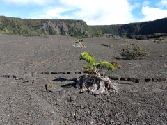 Amaumau fern (Sadleria cyatheoides)