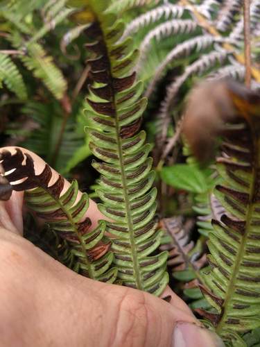 Ama'u (Sadleria pallida)
