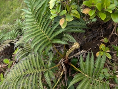Ama'u (Sadleria pallida)