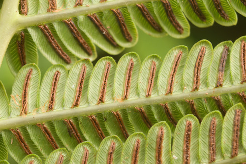 Ama'u (Sadleria pallida)