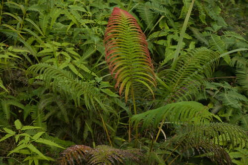 Ama'u (Sadleria pallida)