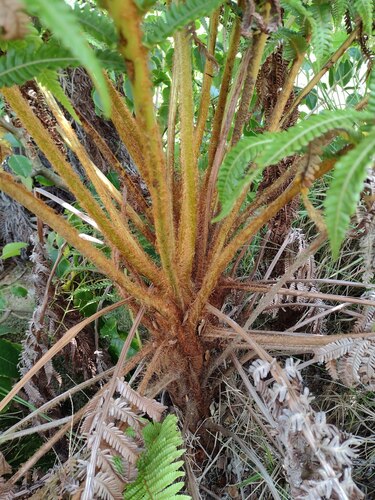Ama'u (Sadleria pallida)