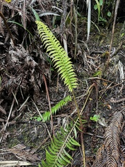 Ama'u (Sadleria pallida)