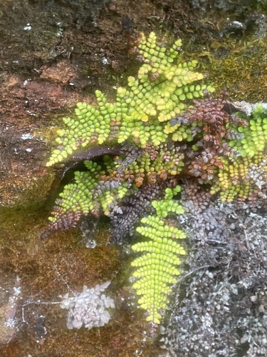 `ama`u (Sadleria unisora)