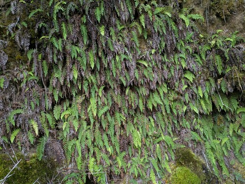 `ama`u (Sadleria unisora)