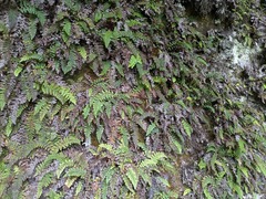 `ama`u (Sadleria unisora)