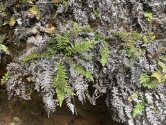 `ama`u (Sadleria unisora)