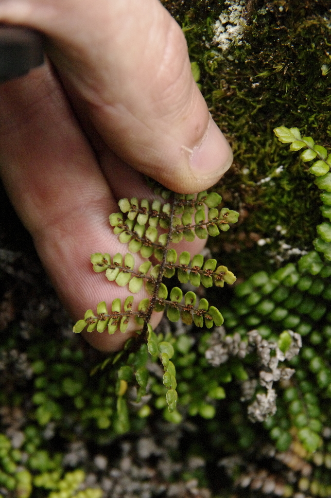 `ama`u (Sadleria unisora)