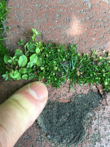 Procumbent pearlwort (Sagina procumbens)