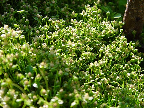 Procumbent pearlwort: Sagina procumbens