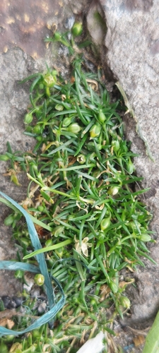 Procumbent pearlwort (Sagina procumbens)