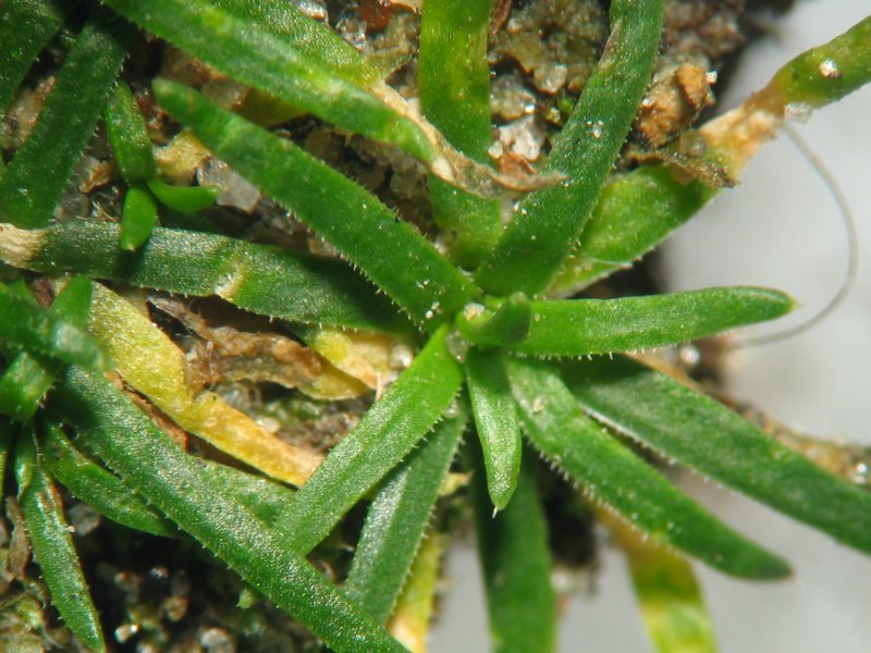 Procumbent pearlwort: Niederliegendes Mastkraut Sagina procumbens , Rostock