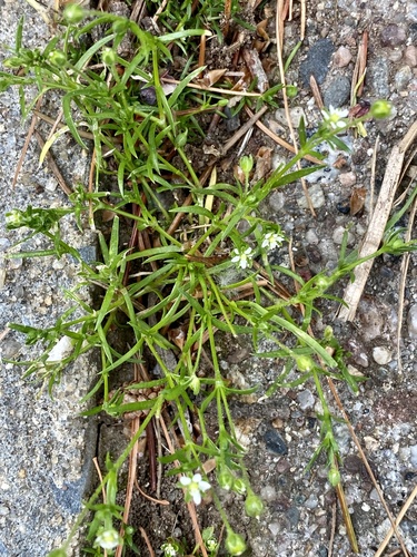 Procumbent pearlwort (Sagina procumbens)