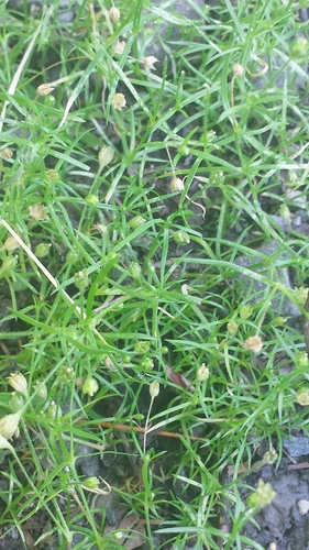 Procumbent pearlwort (Sagina procumbens)