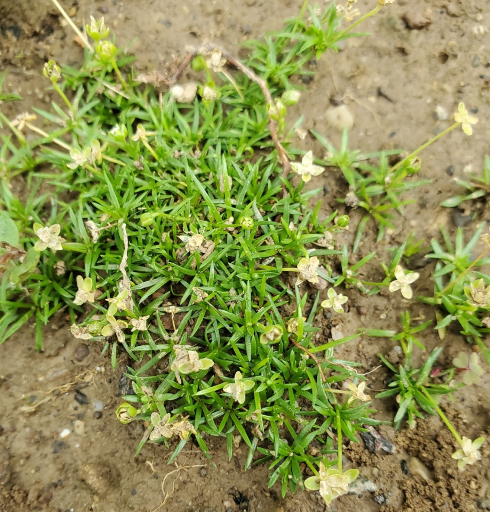 Procumbent pearlwort (Sagina procumbens)