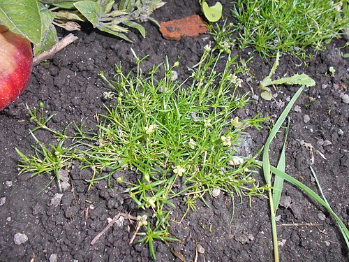 Procumbent pearlwort: Karmnik rozesłany ( Sagina procumbens ).