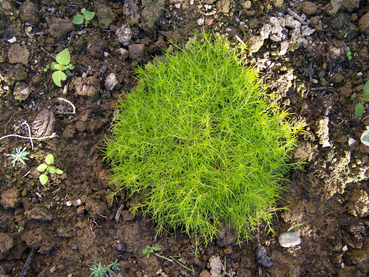 Procumbent pearlwort: Sagina procumbens