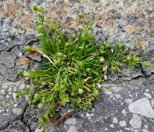 Procumbent pearlwort (Sagina procumbens)