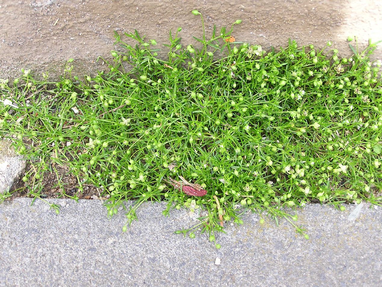 Procumbent pearlwort: Sagina procumbens in einer Pflasterritze in Bonn.