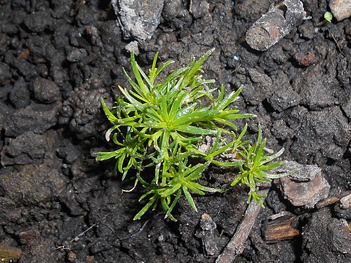 Procumbent pearlwort: Sagina procumbens , allotment garden in Lublin, Poland.