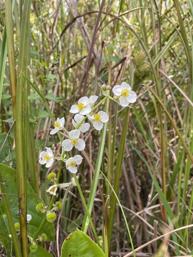 Longbeak arrowhead (Sagittaria australis)