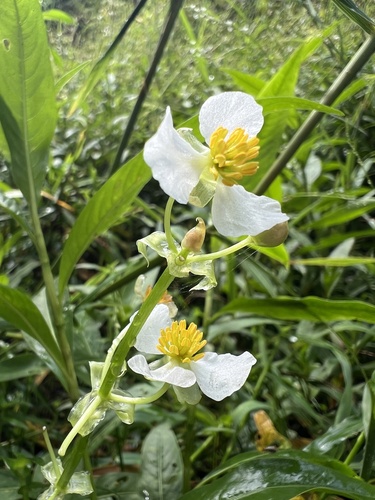 Longbeak arrowhead (Sagittaria australis)