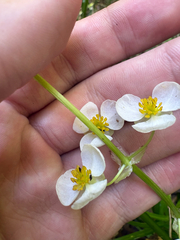 Longbeak arrowhead (Sagittaria australis)