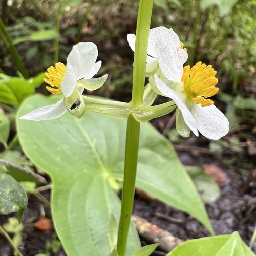Longbeak arrowhead (Sagittaria australis)