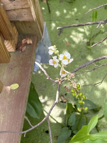 Longbeak arrowhead (Sagittaria australis)