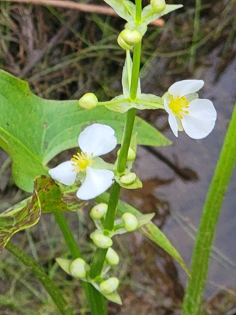 Longbeak arrowhead (Sagittaria australis)