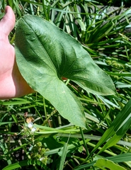 Longbeak arrowhead (Sagittaria australis)