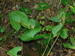 Longbeak arrowhead (Sagittaria australis)