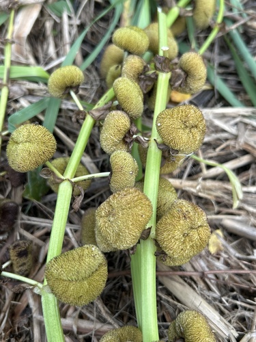 Shortbeak arrowhead (Sagittaria brevirostra)
