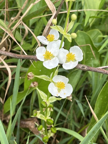 Shortbeak arrowhead (Sagittaria brevirostra)