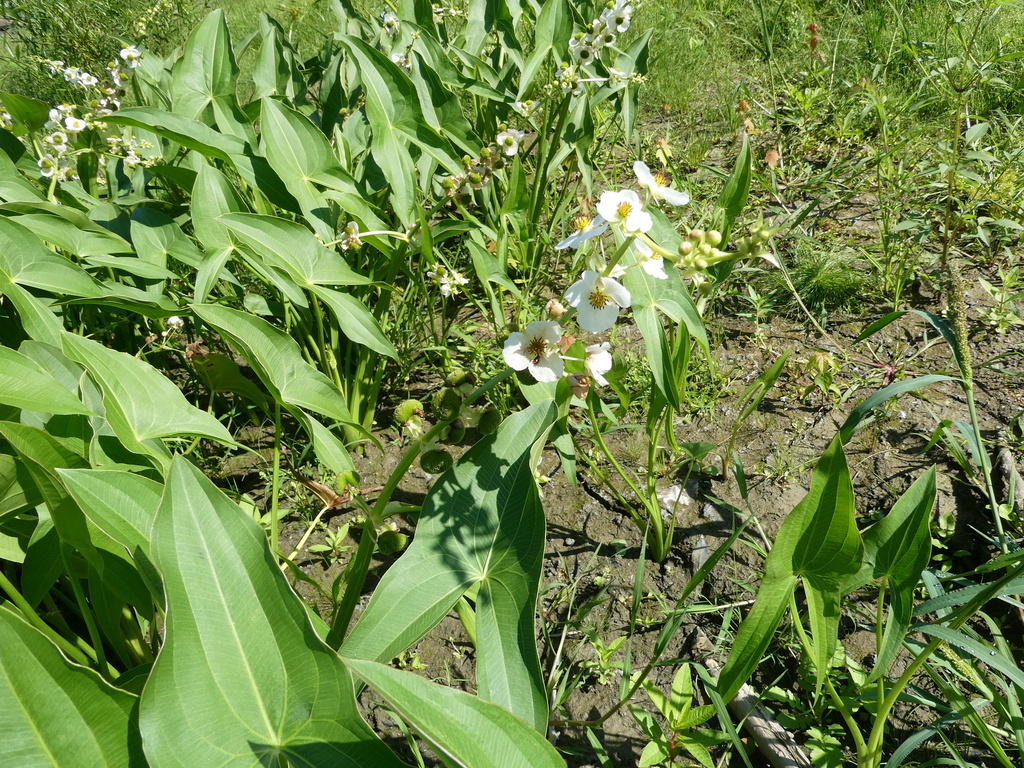 Shortbeak arrowhead (Sagittaria brevirostra)