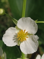 Shortbeak arrowhead (Sagittaria brevirostra)