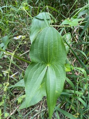 Shortbeak arrowhead (Sagittaria brevirostra)