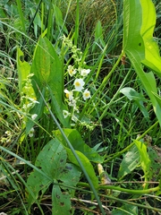 Shortbeak arrowhead (Sagittaria brevirostra)