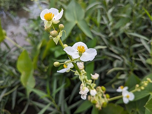 Shortbeak arrowhead: Sagittaria brevirostra