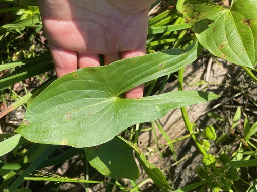 Shortbeak arrowhead (Sagittaria brevirostra)