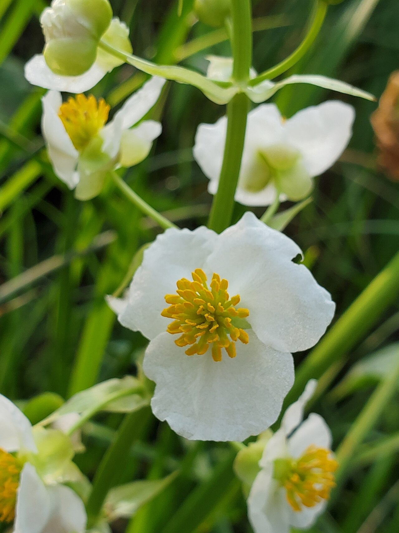 Shortbeak arrowhead: Sagittaria latifolia