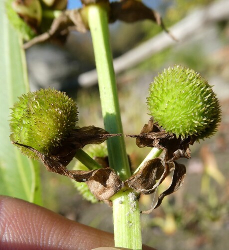 Shortbeak arrowhead (Sagittaria brevirostra)