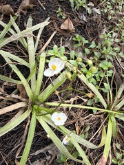 Sagittaria chapmanii (Sagittaria chapmanii)
